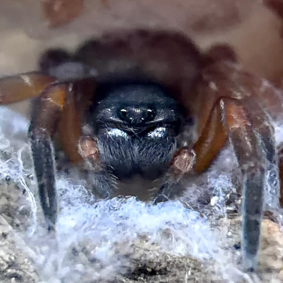 Gandanameno Sp. Velvet Spider Sling Black Velvet Spiderling in Nest