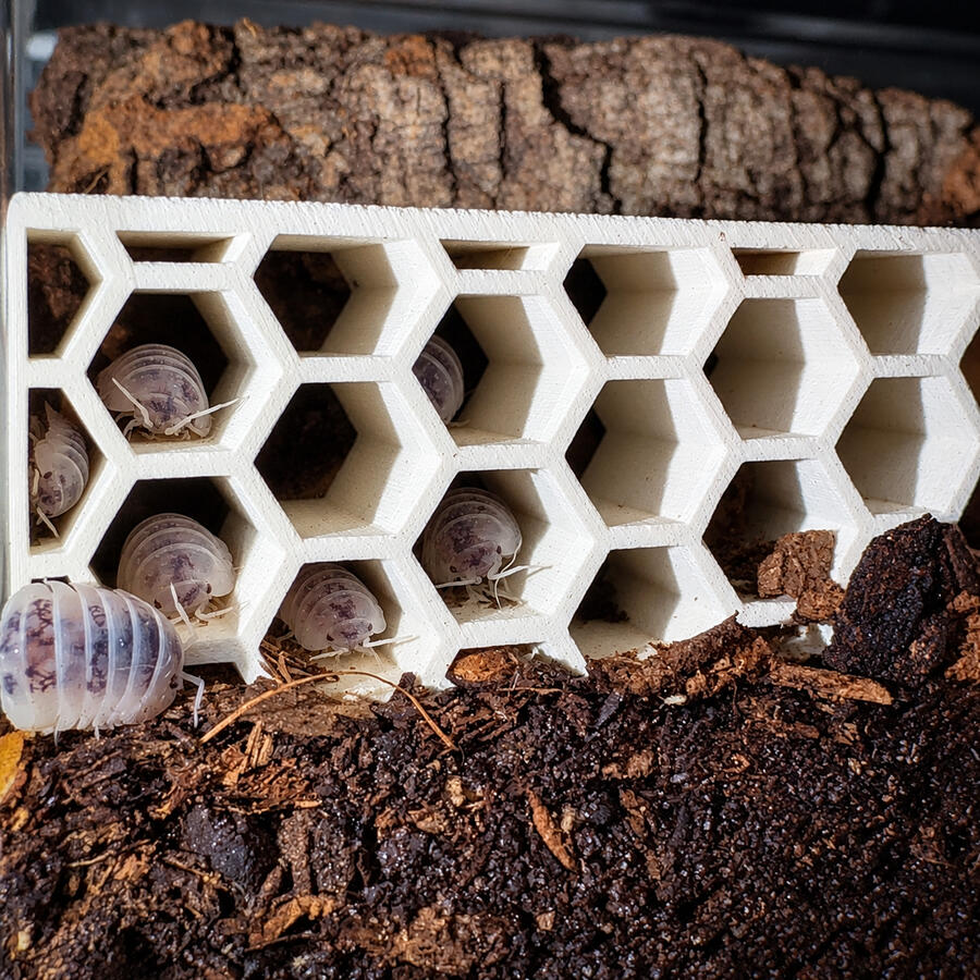 Shiro Utsuri Pods in Honeycomb Hide