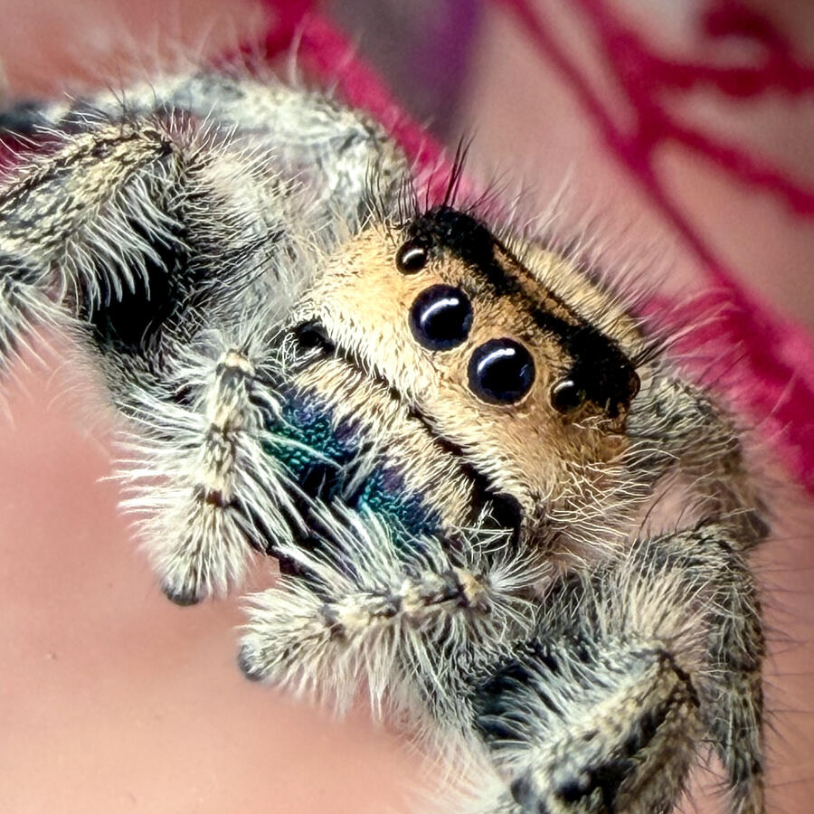 Phidippus Regius Apalachicola Jumping Spider