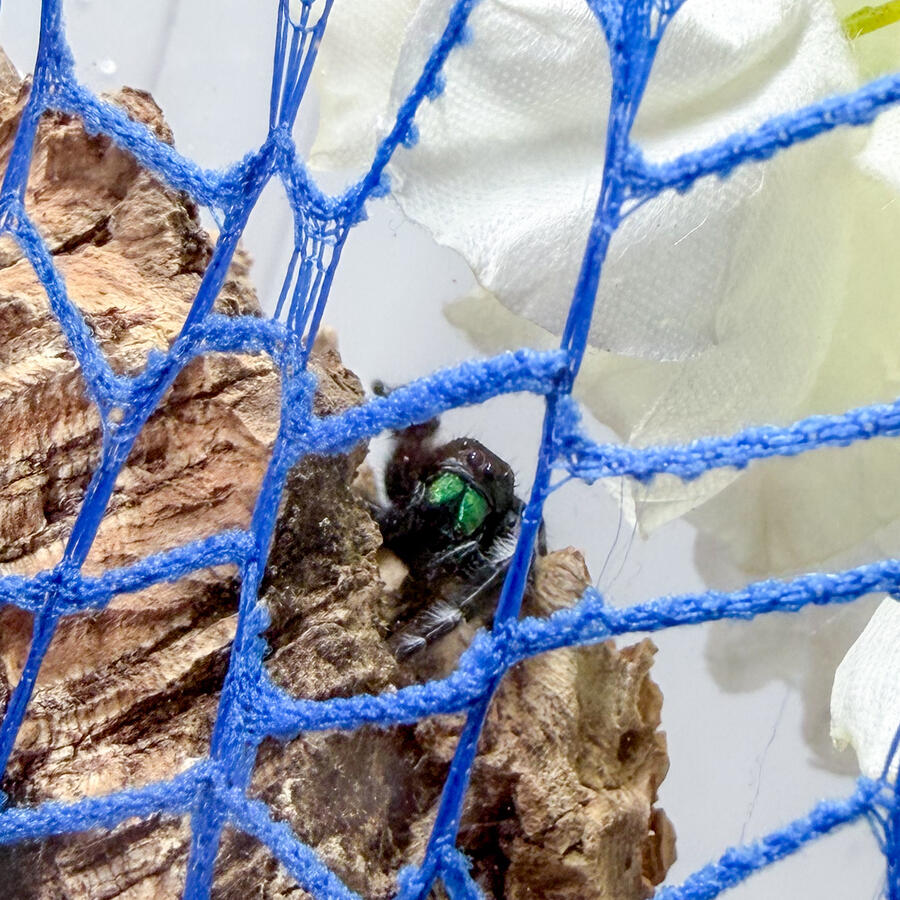 Bo the Regal Jumper showing off his web mesh climbing ribbon
