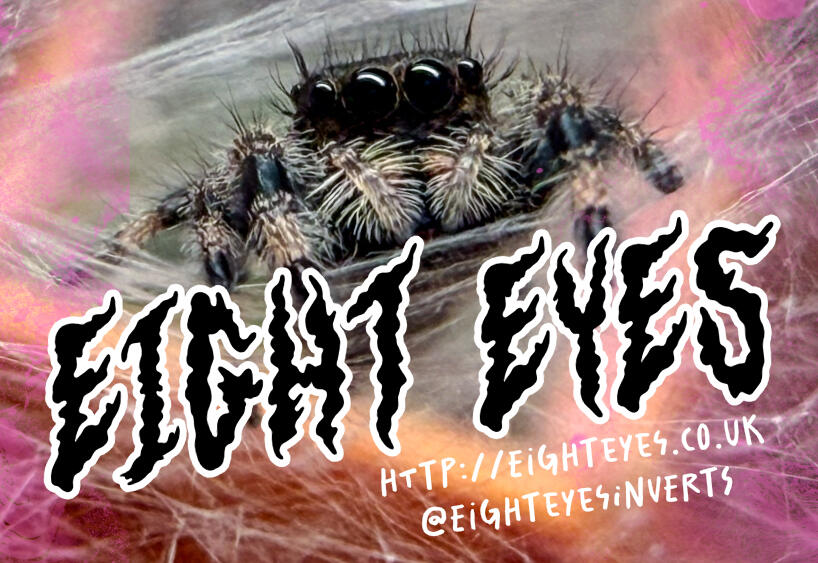 Eight Eyes Jumping Spider Logo