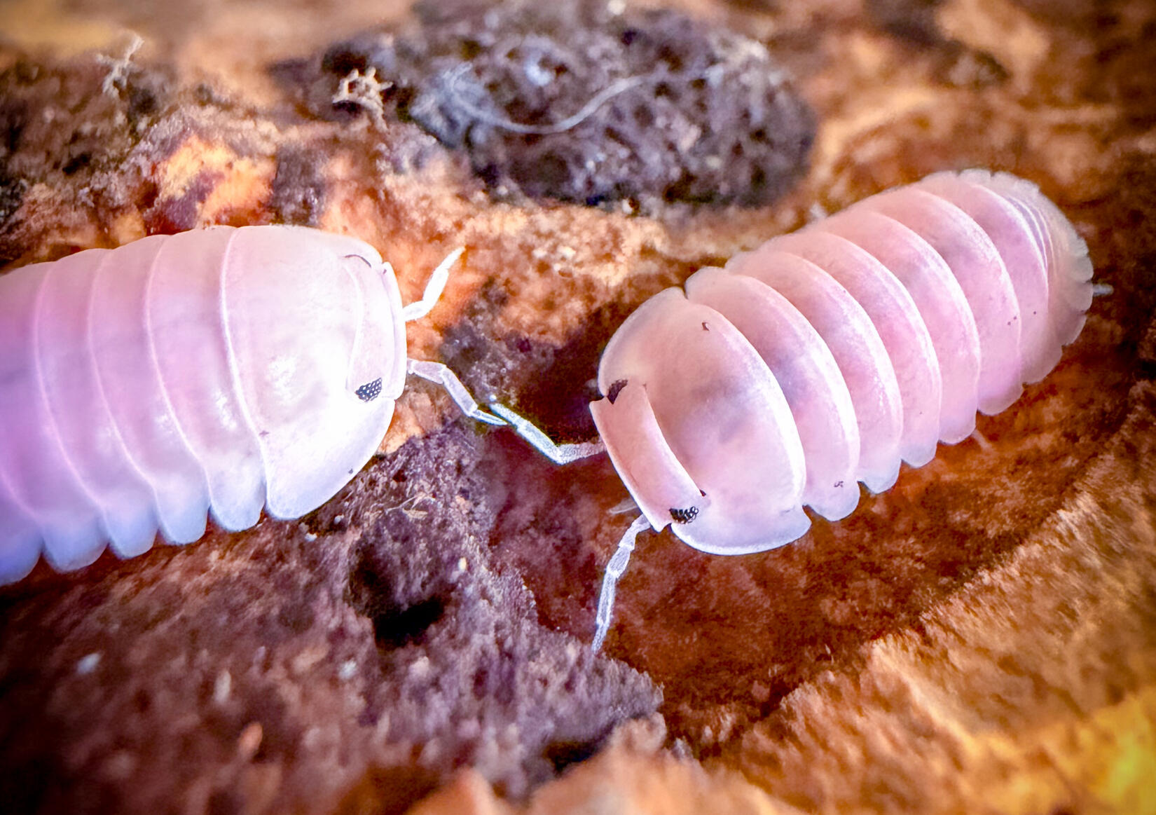 Eight Eyes Cherry Blossom Isopods